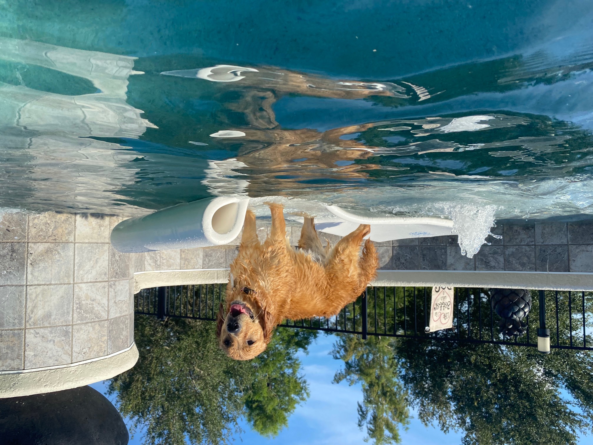Marley photo 1